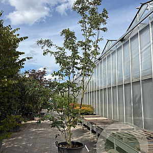Cornus k. 'Milky Way' 400-450 cm container