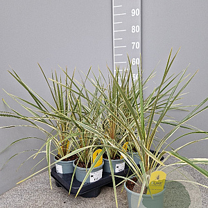 Cordyline variegata 40-50 cm C1.2