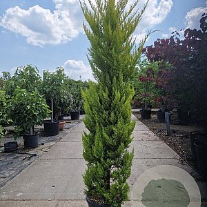 Cupressus m. 'Goldcrest' 175-200 cm 18L