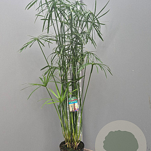 Cyperus glaber GM C5