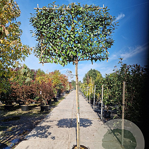 Elaeagnus ebbingei 10-12 cm container LEIVORM 200 cm stam