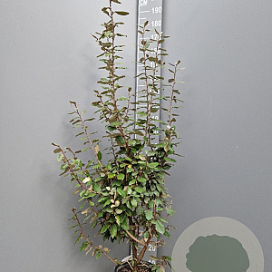 Elaeagnus ebbingei 125-150 cm 10L