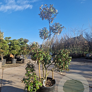 Elaeagnus ebbingei 140-160 cm 35L pompon