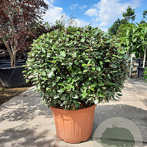 Elaeagnus ebb. 'Compacta' 100-120 cm container meerstammig