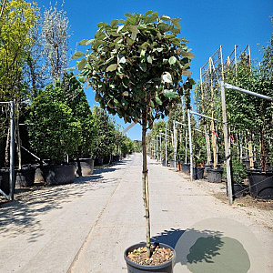 Elaeagnus ebb. 'Compacta' 100 cm stam container 60-80 bol