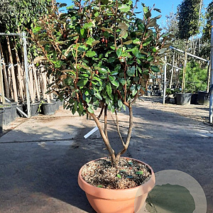 Elaeagnus ebb. 'Compacta' 125-150 cm container paraplu schaalvorm