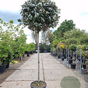 Elaeagnus ebb. 'Compacta' 140 cm stam container 80-100 bol