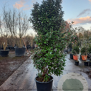 Elaeagnus ebb. 'Compacta' 175-200 cm 50L