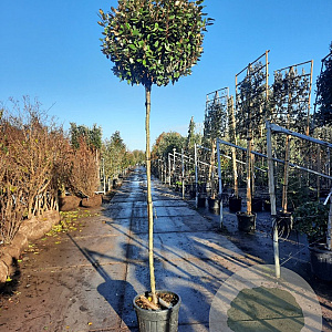 Elaeagnus ebb. 'Compacta' 200 cm stam 35L 8-10