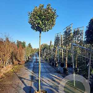 Elaeagnus ebb. 'Compacta' 200 cm stam 35L 8-10