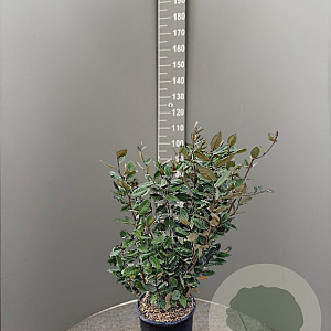Elaeagnus ebb. 'Compacta' 60-80 cm 10L