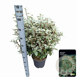 Elaeagnus ebb. 'Compacta' 60-80 cm 10L