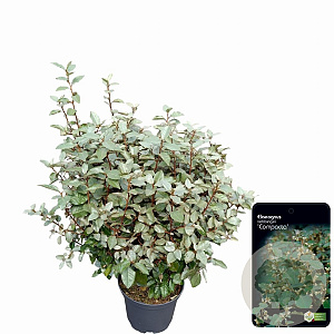 Elaeagnus ebb. 'Compacta' 60-80 cm 10L