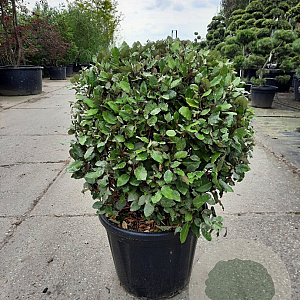 Elaeagnus ebb. 'Compacta' 60-80 cm 35L bol