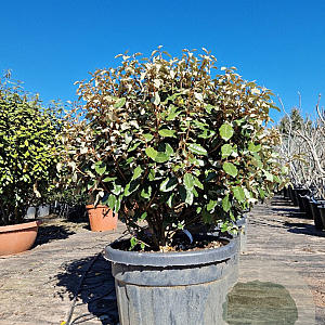 Elaeagnus ebb. 'Compacta' 80-90 cm cont. 70L bol