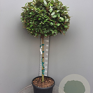 Elaeagnus ebb. 'Compacta' 80 cm stam container kroon 80-100