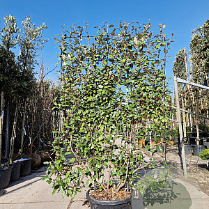 Elaeagnus ebb. 'Compacta' GM container scherm lei 120x150