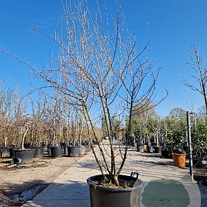 Elaeagnus 'Quicksilver' 200-250 cm container meerstammig extra