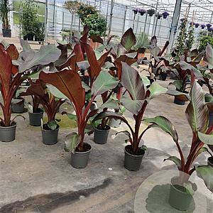 Ensete ventricosum 'Maurelii' GM P17