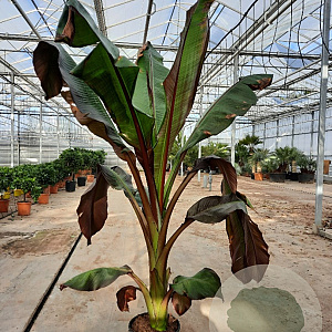 Ensete ventricosum 'Maurelii' GM Per 300 Zaden
