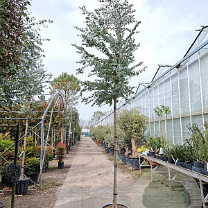 Eucalyptus cinerea 200 cm stam 50L 12-14