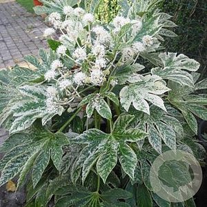 Fatsia japonica 'Variegata' 80-100 cm container