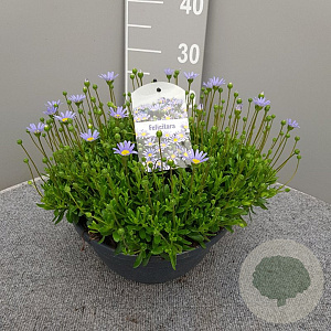 Felicia amelloides GM 9L