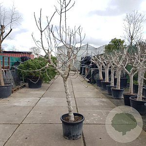 Ficus carica 100 cm stam container 25-30
