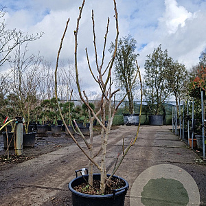 Ficus carica 125-150 cm 30L