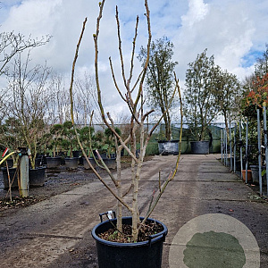Ficus carica 125-150 cm 30L