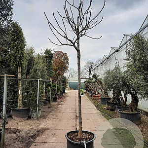 Ficus car. 'Brogiotto Bianco' 200 cm stam container 20-25 leiboom