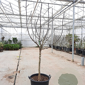 Ficus car. 'Rouge de Bordeaux' 100 cm stam container 14-16