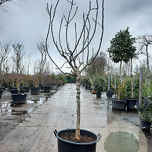 Ficus car. 'Rouge de Bordeaux' 100 cm stam container 16-18