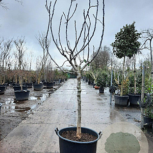 Ficus car. 'Rouge de Bordeaux' 100 cm stam container 16-18