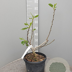 Ficus car. 'Panachée' 60-70 cm 10L