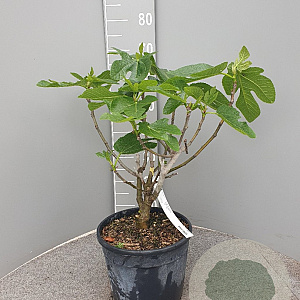 Ficus car. 'Panachée' 60-70 cm 10L