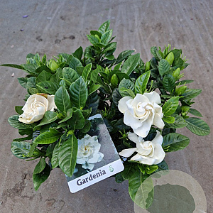 Gardenia jasminoides P14