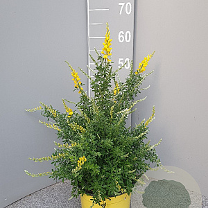 Genista spachiana GM C3