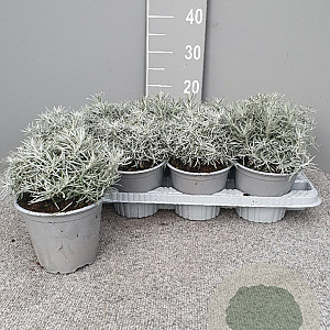 Helichrysum italicum P14