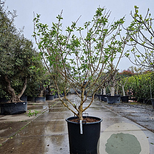 Heptacodium miconioides 175-200 cm container spiraal pompon