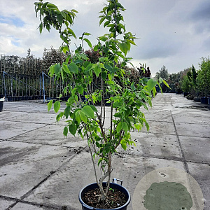 Heptacodium miconioides 175-200 cm container meerstammig