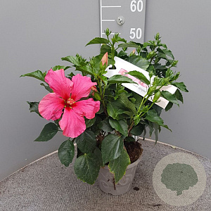 Hibiscus rosa-sinensis GM C3