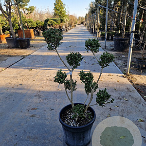Ilex crenata 80-100 cm container pompon