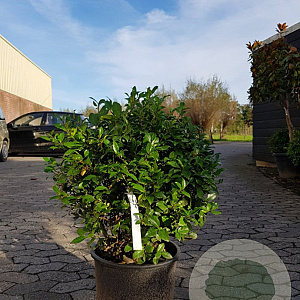 Ilex meserv. 'Goliath' 45 cm container bol