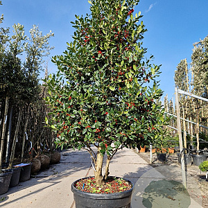 Ilex 'Nellie R. Stevens' 250-300 cm container meerstammig