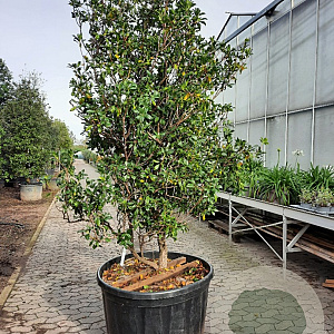Kalmia latifolia 200-250 cm cont. 280L