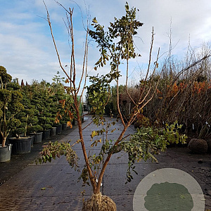 Koelreuteria paniculata 200-250 cm draadkluit meerstammig 140-160 diameter