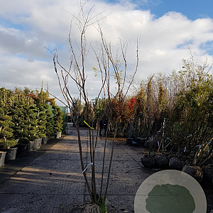 Koelreuteria paniculata 200-250 cm draadkluit meerstammig 140-160 diameter