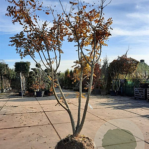Koelreuteria paniculata 250-300 cm draadkluit meerstammig solitair