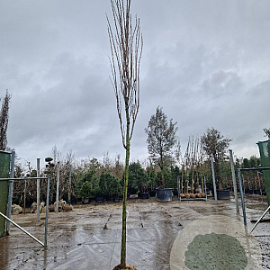 Koelreuteria pan. 'Fastigiata' 16-18 HO draadkluit